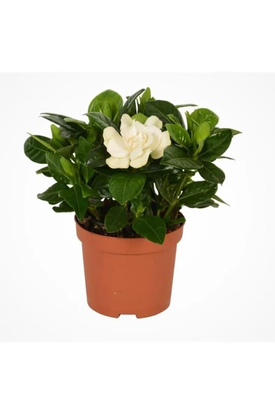 Gardenya Gardenia Jasmionides Ev Ofis Salon Bitkisi 10-20 cm ürün görseli