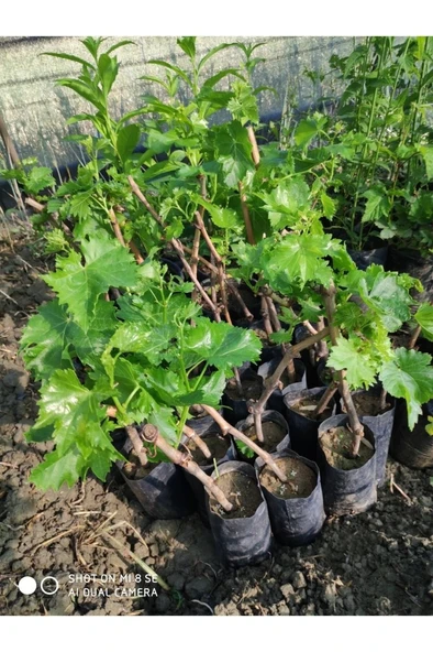 Sultaniye Üzüm Fidanı Tüplü 10-30 cm ürün görseli