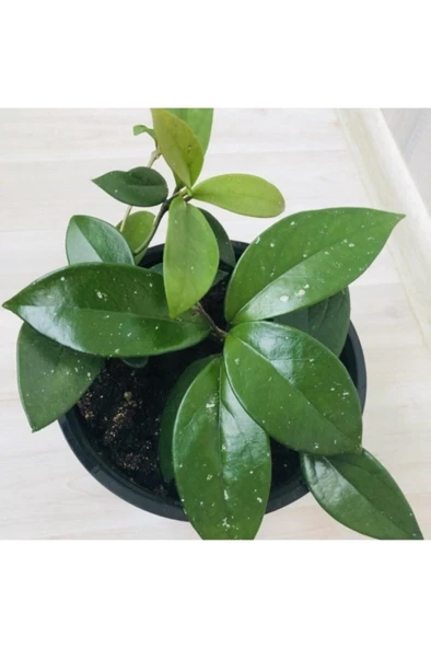 Mum Çiçeği Beyaz Renk (hoya Carnosa) 10-20 cm - Resim 2