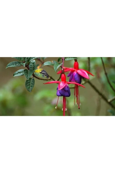 Küpe Çiçeği Fuşya Saksılı 10-20 cm