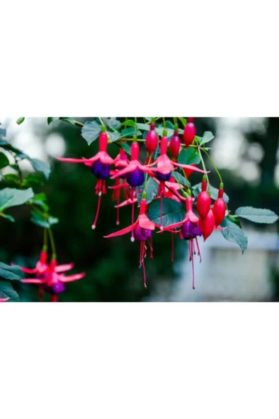 Küpe Çiçeği Fuşya Saksılı 10-20 cm - 2