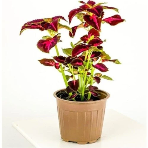 Yaprak Güzeli Kolyos Çingene Şalvarı İkili Set 10-20 cm ürün görseli