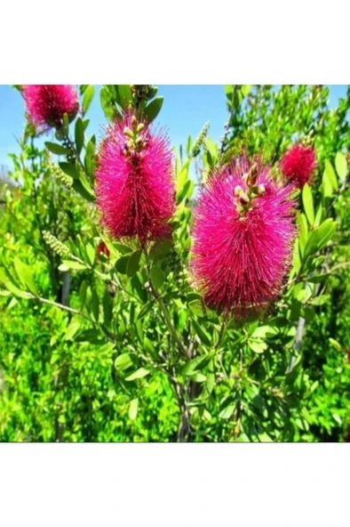 Kırmızı Fırça Çalısı Çiçeği Fidanı 30-60 cm - Resim 3