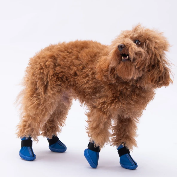 PawStar  Mavi Köpek Ayakkabısı - 3