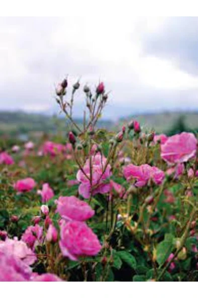 Yediveren Kokulu Reçellik Isparta Gül Fidanı 10-20 cm ürün görseli