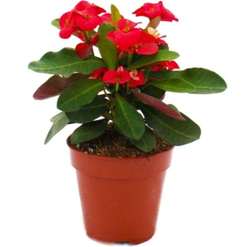 Milli Dikenler Tacı Kırmızı Renk Euphorbia Milli 10-20 cm - 2