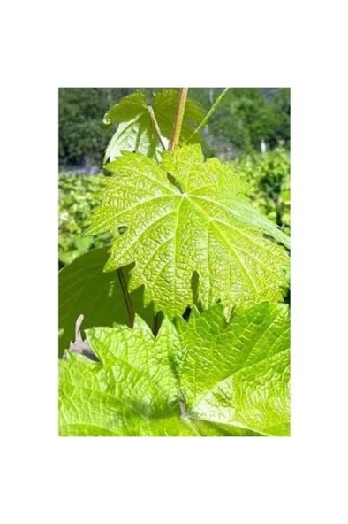 Tüplü Yapraklık Sarmalık Gölgelik Bağ Asma Fidanı 10-20 cm ürün görseli