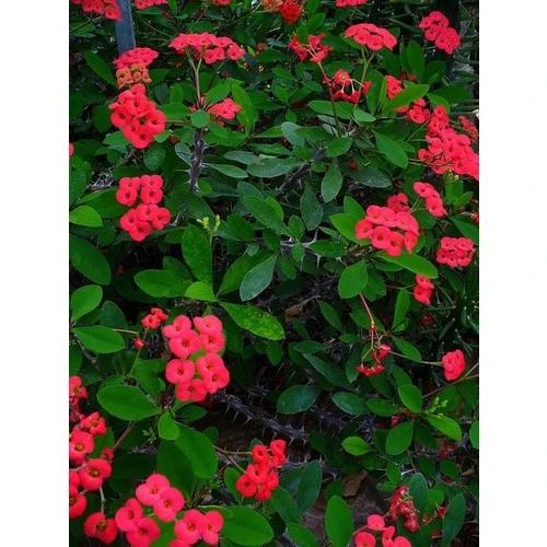Milli Dikenler Tacı Kırmızı Renk Euphorbia Milli 10-20 cm