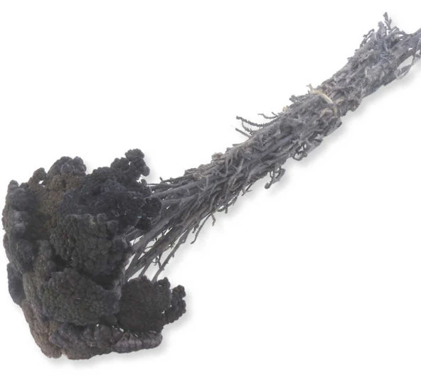 Çiçek Doğal Şemsiye Çiçeği Mor 15x50 Cm ( 100 Gram )