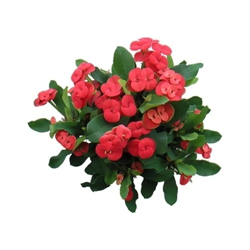 Euphorbia Milli Dikenler Tacı Kaktüsü Fidanı 10-20 cm