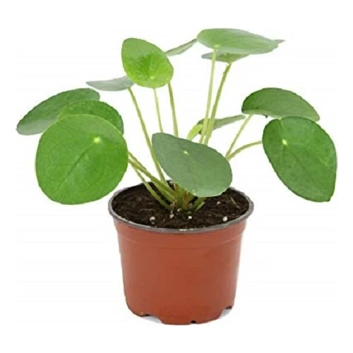 Pilea Bitkisi Para Çiçeği Fidanı 10-20 cm - Resim 3