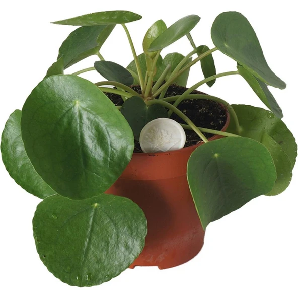 Pilea Bitkisi Para Çiçeği Fidanı 10-20 cm