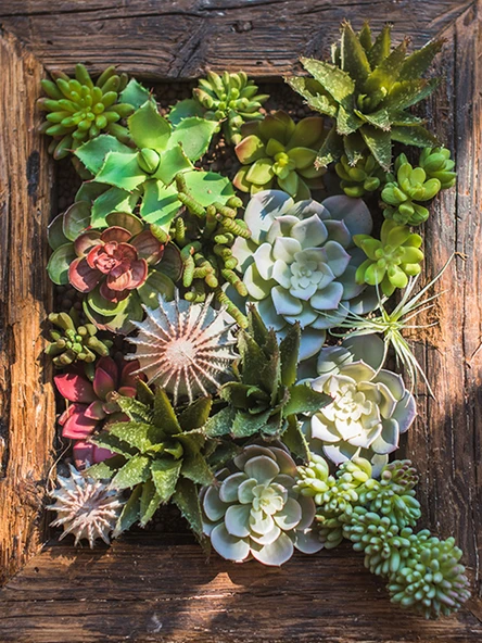 Yapay Sukulent Bitki - Ananas Kafa Yeşil Kırmızı Uçlu - Resim 2