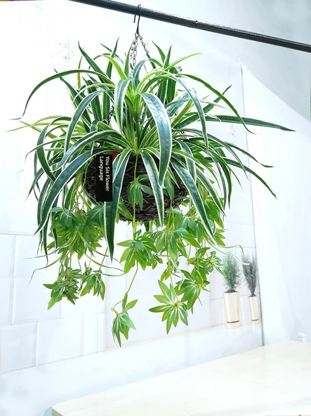 Büyük Yuvarlak Askılı Sepet Açık Kahve + 3 Demet Yapay Orkide - Resim 3