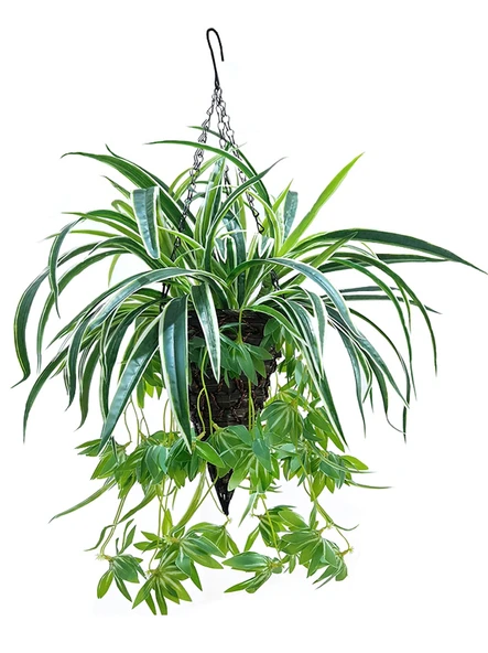 Büyük Yuvarlak Askılı Sepet Açık Kahve + 3 Demet Yapay Orkide - Resim 6