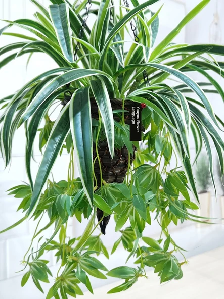 Büyük Yuvarlak Askılı Sepet Açık Kahve + 3 Demet Yapay Orkide - Resim 5