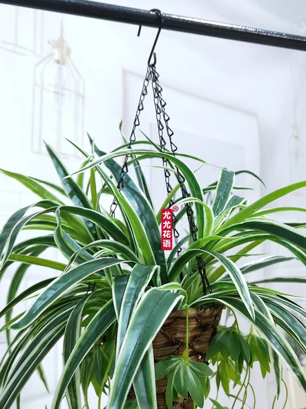 Büyük Yuvarlak Askılı Sepet Açık Kahve + 3 Demet Yapay Orkide - Resim 4