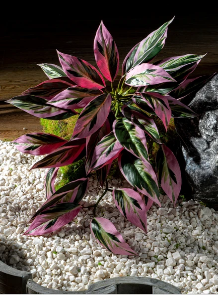 Yapay Asma Bitki Duvar Dekoru - Yoğun Orman Asılı Kaplumbağa Sırtı 50cm x 40cm - Resim 12