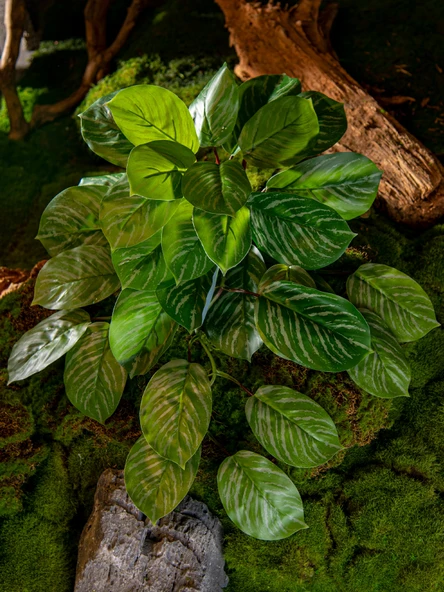 Yapay Asma Bitki Duvar Dekoru - Yoğun Orman Asılı Kaplumbağa Sırtı 50cm x 40cm - Resim 3