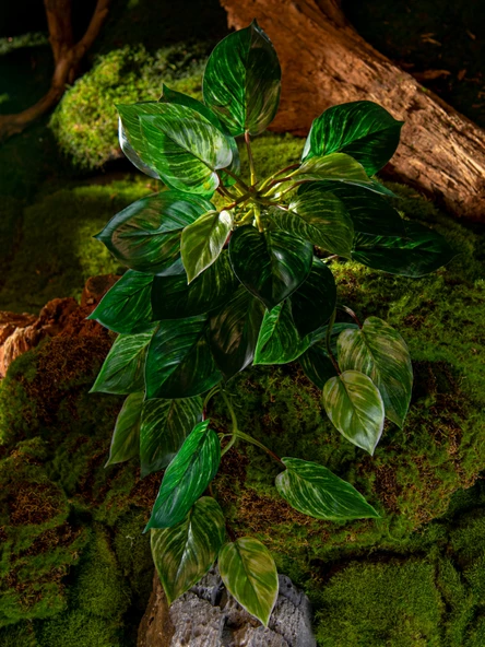 Yapay Asma Bitki Duvar Dekoru - Yoğun Orman Asılı Kaplumbağa Sırtı 50cm x 40cm - Resim 4