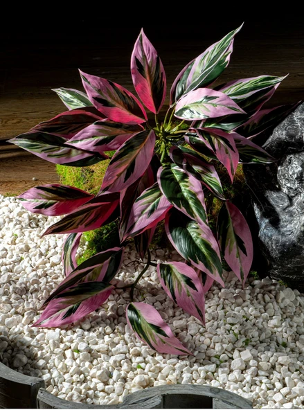Yapay Yeşil Yapraklı Eğrelti Otu Bitkisi - Büyük Dal Asılı Dai Pembe Taro [70cm uzun ve 50cm geniş] - 12