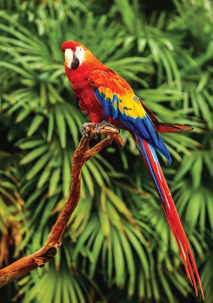 100 Parça Animal Planet Papağan Puzzle (Scarlet Macaw)