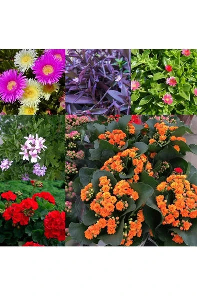 6 Çeşit Mezarlık Çiçeği Fidanı 10-20 cm