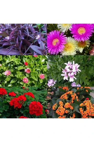 6 Çeşit Mezarlık Çiçeği Fidanı 10-20 cm - Resim 3