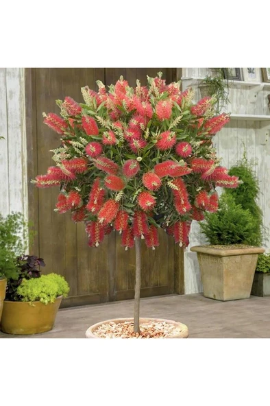 Tüplü Fırça Çalısı Fidanı 30-60 cm ürün görseli