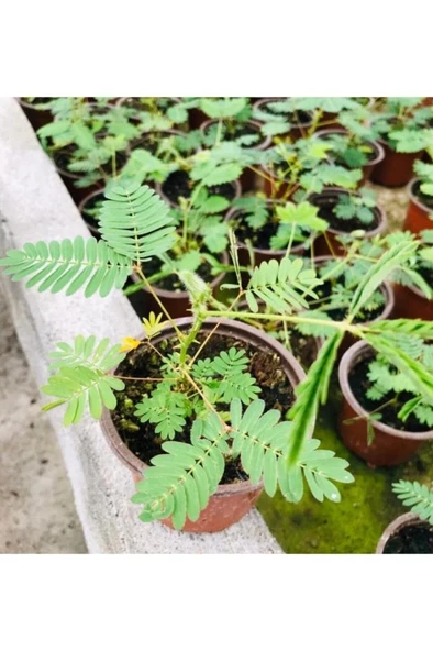 Küstüm Çiçeği Fidanı Mimosa Pudica 10-20 cm
