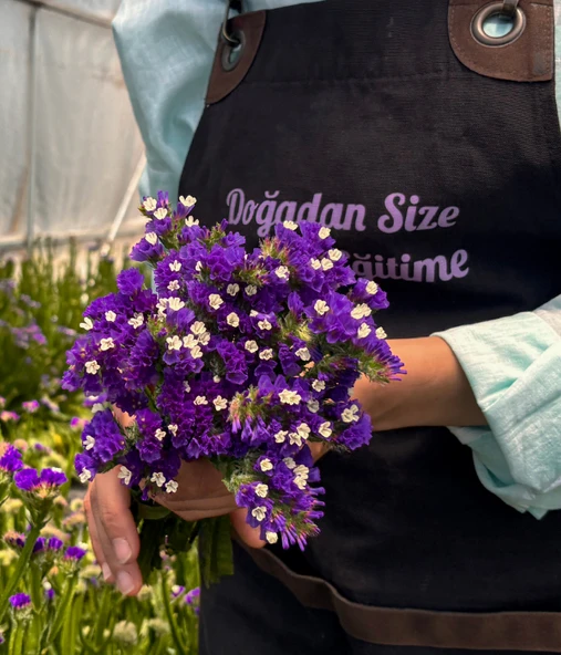 Deniz Lavantası-Limonium Siniuatum-1 Demet