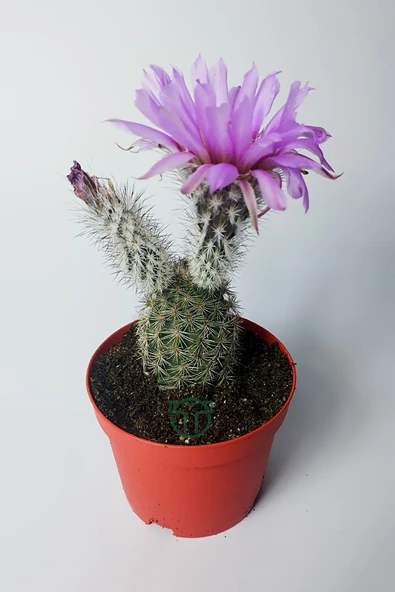 Echinocereus Pectinatus dekoratif ve dayanıklı kaktüs çicekli - 2