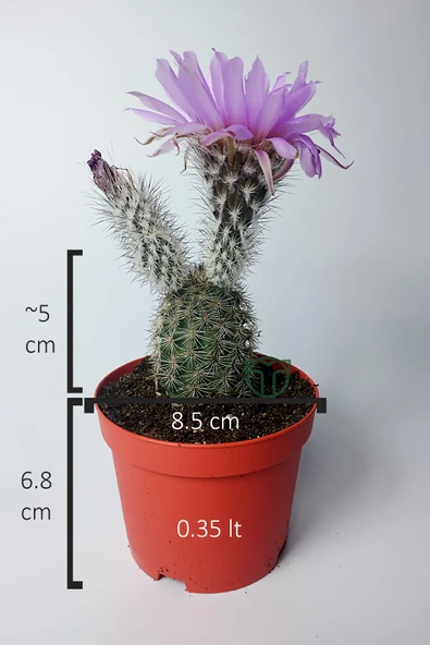 Echinocereus Pectinatus dekoratif ve dayanıklı kaktüs çicekli - 5