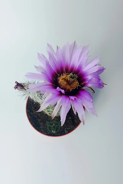 Echinocereus Pectinatus dekoratif ve dayanıklı kaktüs çicekli - 4