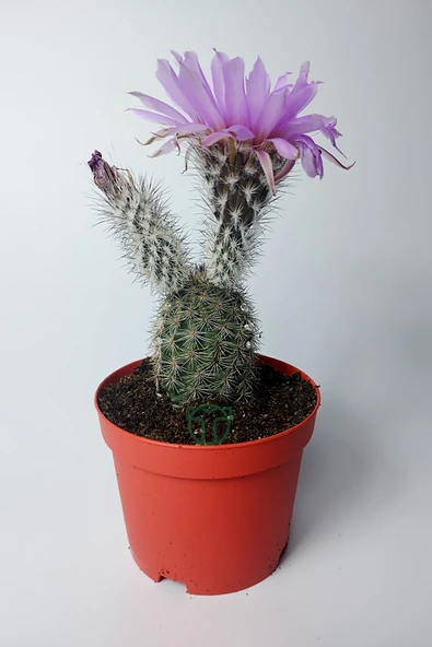 Echinocereus Pectinatus dekoratif ve dayanıklı kaktüs çicekli - 1