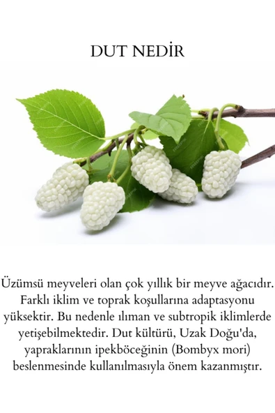 Doğal Keçiboynuzu Pekmezi Mersin Silifke + Dut Pekmezi Sinop Yöresi 2 Lİ PAKET - 4