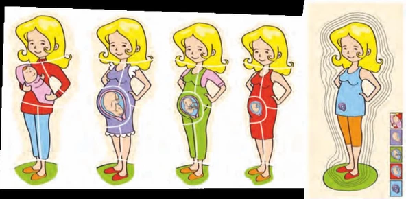 HAMİLE GELİŞİM PUZZLE