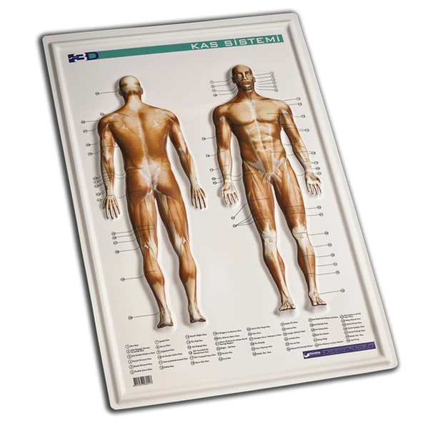 Gürbüz Kabartma Kas Sistemi 35x50-50-LI-PKT