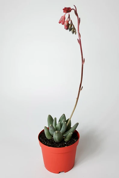 Pachyphytum Diamond dekoratif etli yapraklı sukulent 8.5 kırmızı saksıda - 4