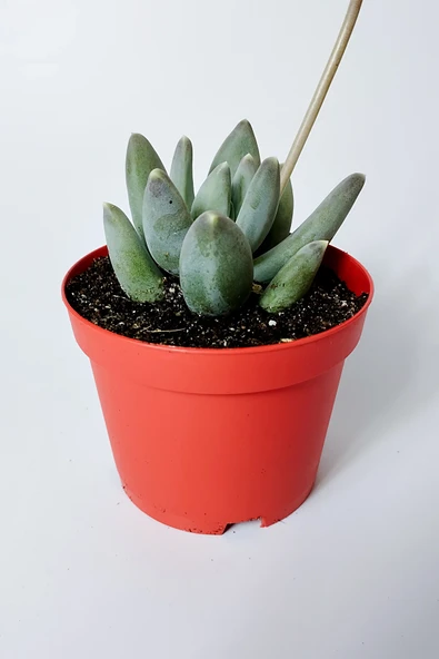 Pachyphytum Diamond dekoratif etli yapraklı sukulent 8.5 kırmızı saksıda