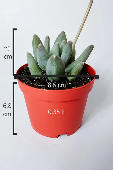 Pachyphytum Diamond dekoratif etli yapraklı sukulent 8.5 kırmızı saksıda - 5