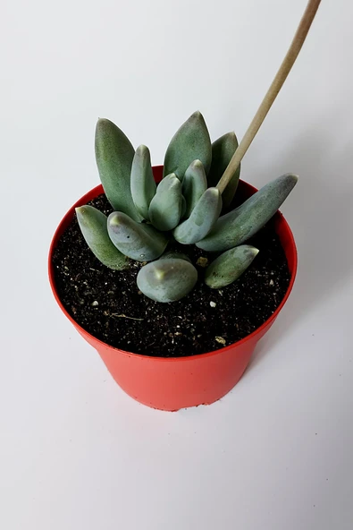 Pachyphytum Diamond dekoratif etli yapraklı sukulent 8.5 kırmızı saksıda - 2