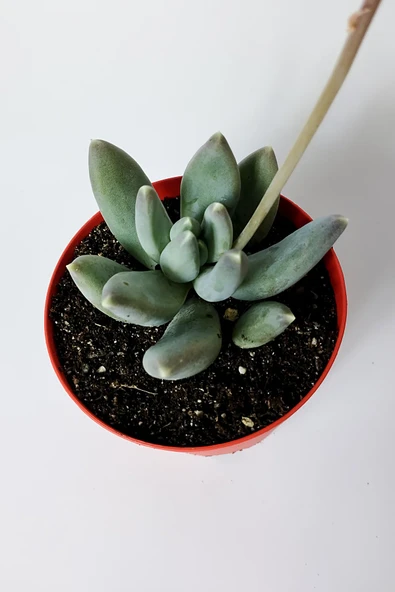 Pachyphytum Diamond dekoratif etli yapraklı sukulent 8.5 kırmızı saksıda - 3