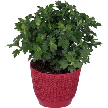 Saksıda Bordo Kasımpatı Çiçeği (chrysanthemum) 10-20 cm ürün görseli