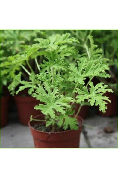 Gül Damlası Fidesi (Muhteşem Kokulu) 2 Adet Itır ürün görseli