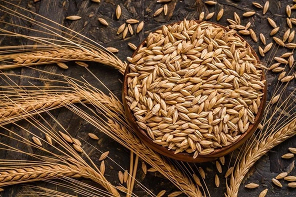 T-YEM Arpa Tane 10 Kg - Çiftlik Hayvanları İçin Kaliteli Yem Seçeneği - 2