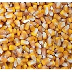 T-YEM Mısır Tane 10 Kg - Hayvanlar İçin Enerji Kaynağı, Doğal ve Besleyici Yem - 2