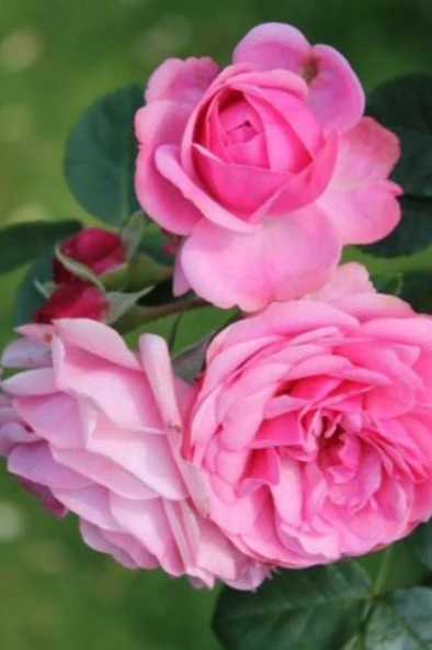 Kokulu Isparta Gülü 40 Cm Rosa Damascena