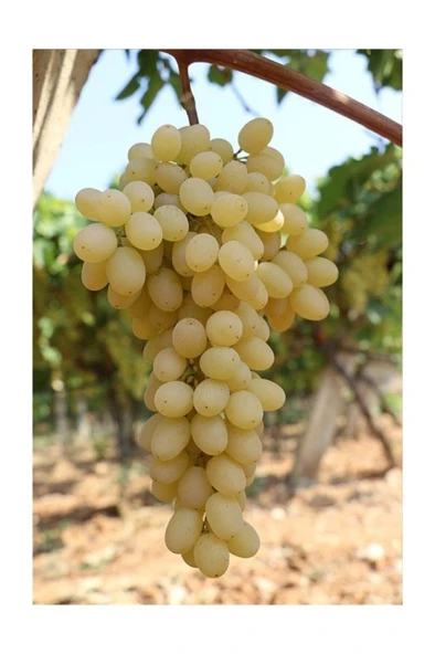 Sultaniye Üzüm Fidanı Çekirdeksiz 10-20 cm