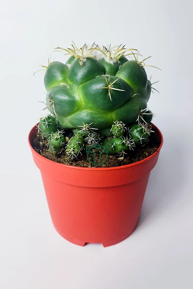 Coryphantha Elephantidens nadir kaktüs bol yavrulu 8.5 cm kırmızı